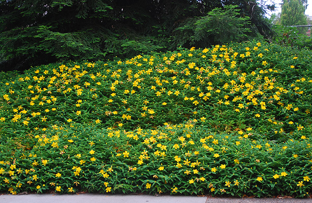 Hypericum calycinum